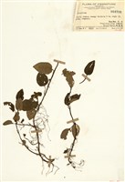 藏品(蛇根草屬)的圖片